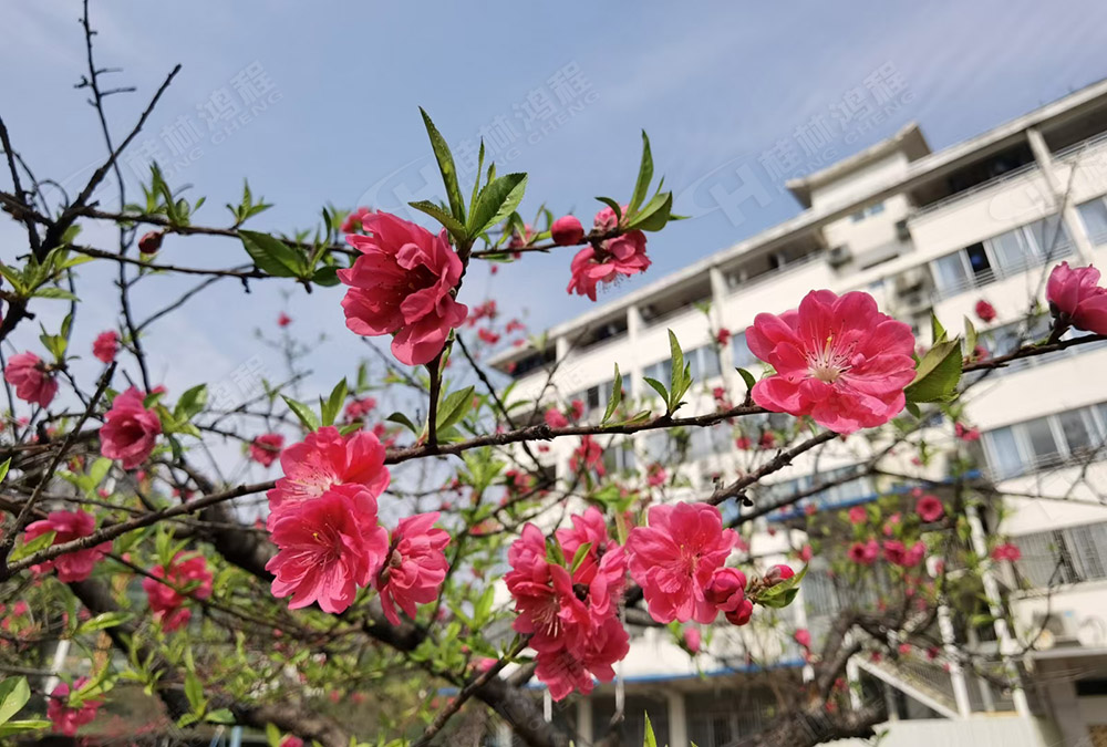 桂林鴻程花團錦簇，滿園春色，邀您一起共賞春景，共商大計！